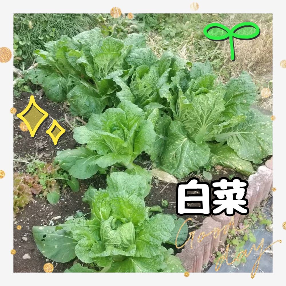 白菜